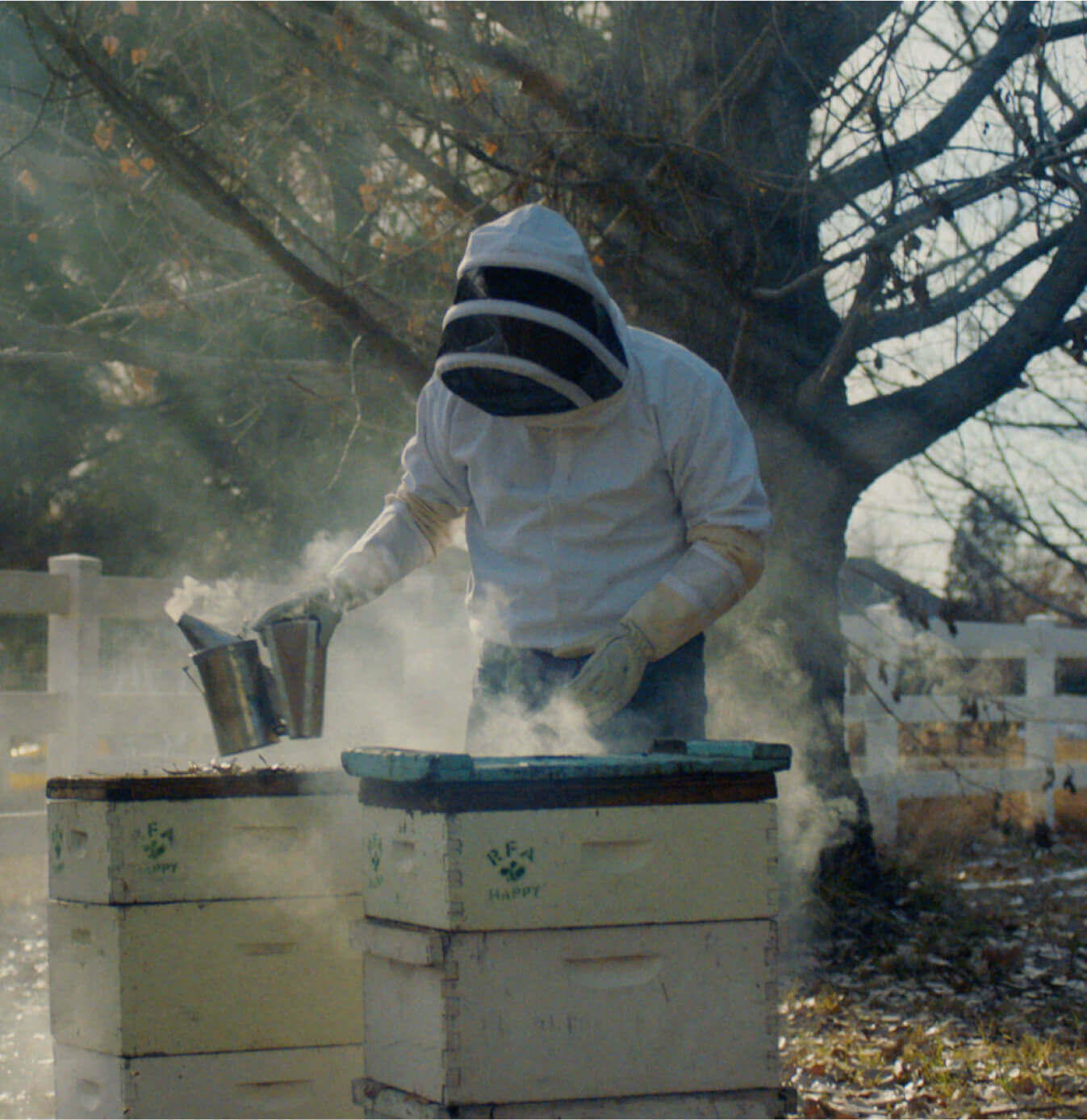 A beekeeper gently smoking out the hives.