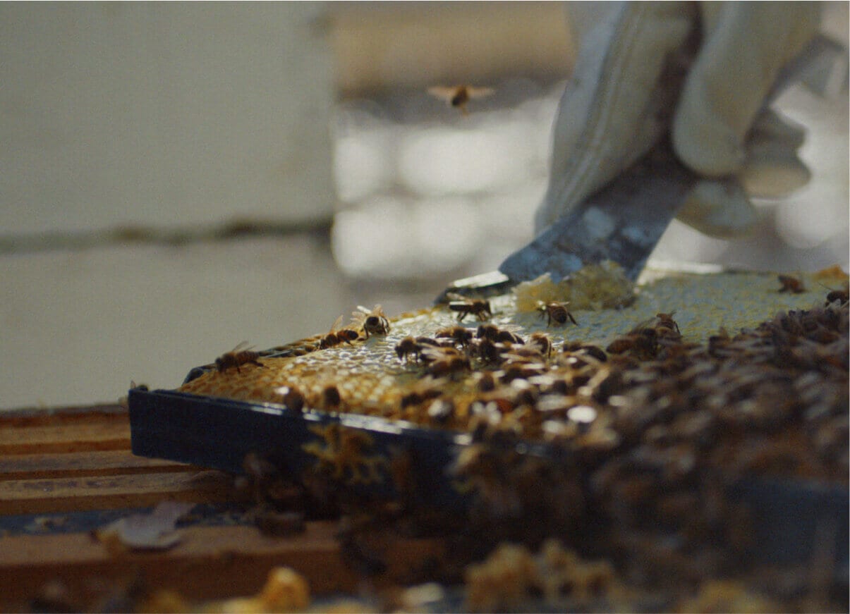 A person scraping the honey and honeycombs out of a honey frame.