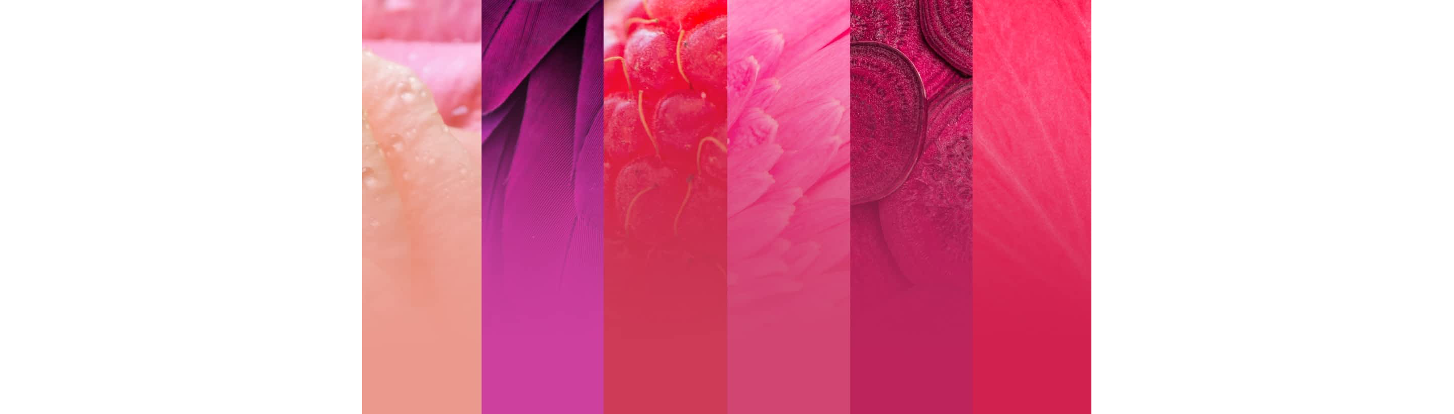 Different color swatches of pink.