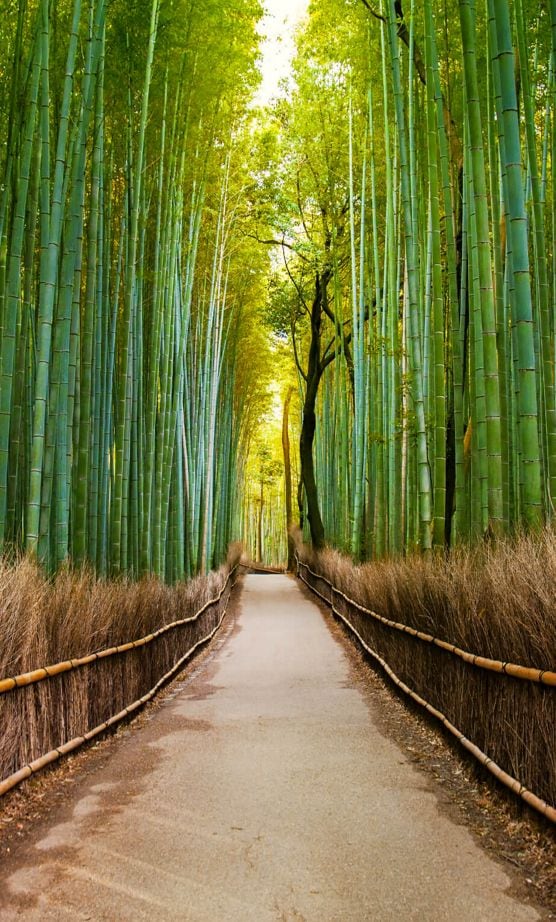 A quiet, pebbled path surrounded by endless green bamboo trees.