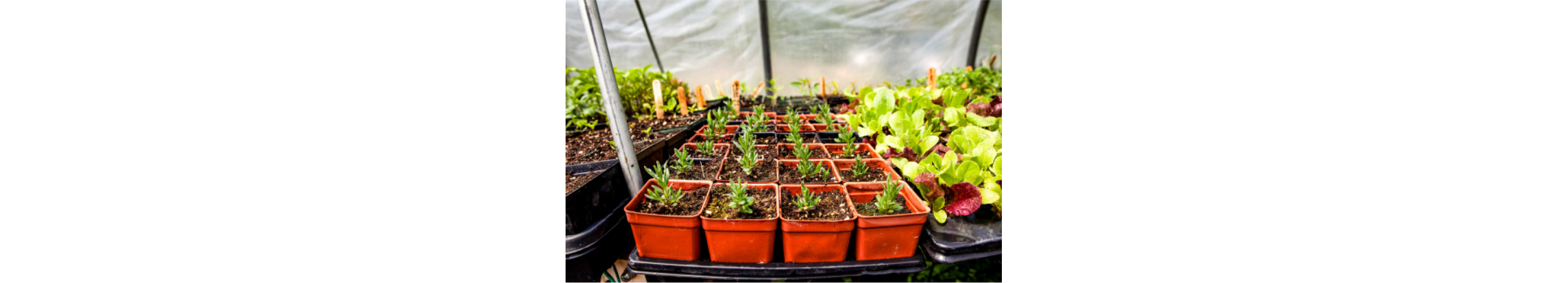 A group of seedlings in a greenhouse.