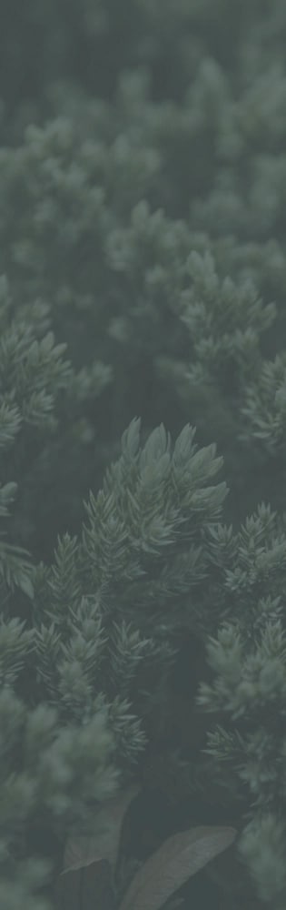 Foliage from a Juniper tree.