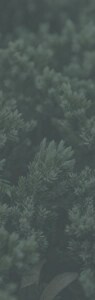 Foliage from a Juniper tree.