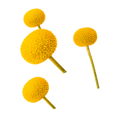 A collection of yellow seasonal flowers.