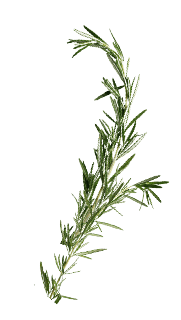 A rosemary sprig.