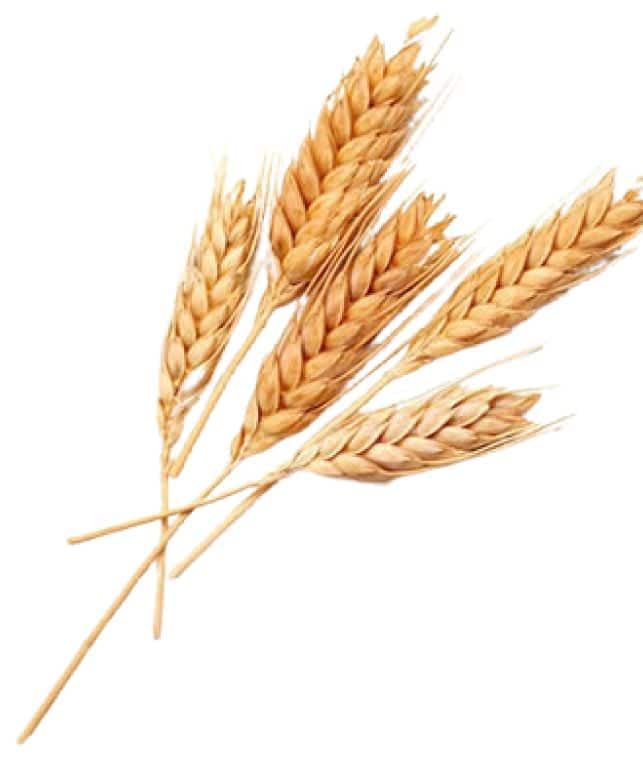 The tops of wheat.