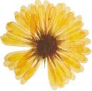 A single calendula flower.