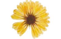 A single calendula flower.