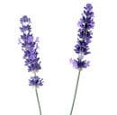 Two english lavender flowers.