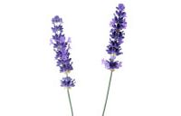 Two english lavender flowers.
