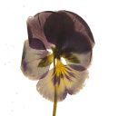 A single pansy flower.
