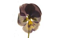 A single pansy flower.