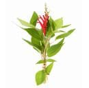 A pineapple sage plant.