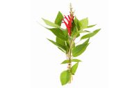 A pineapple sage plant.