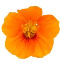A single nasturtium flower.