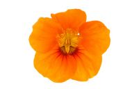 A single nasturtium flower.