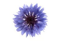 A single bachelor button.