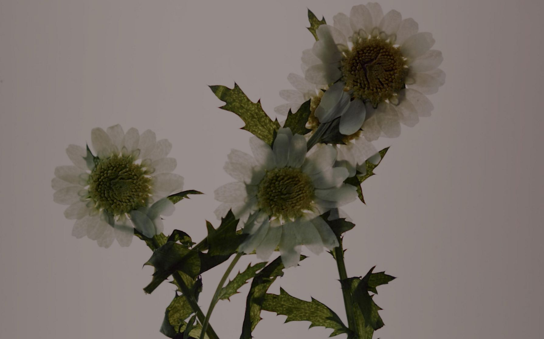 Three daisies gathered together.