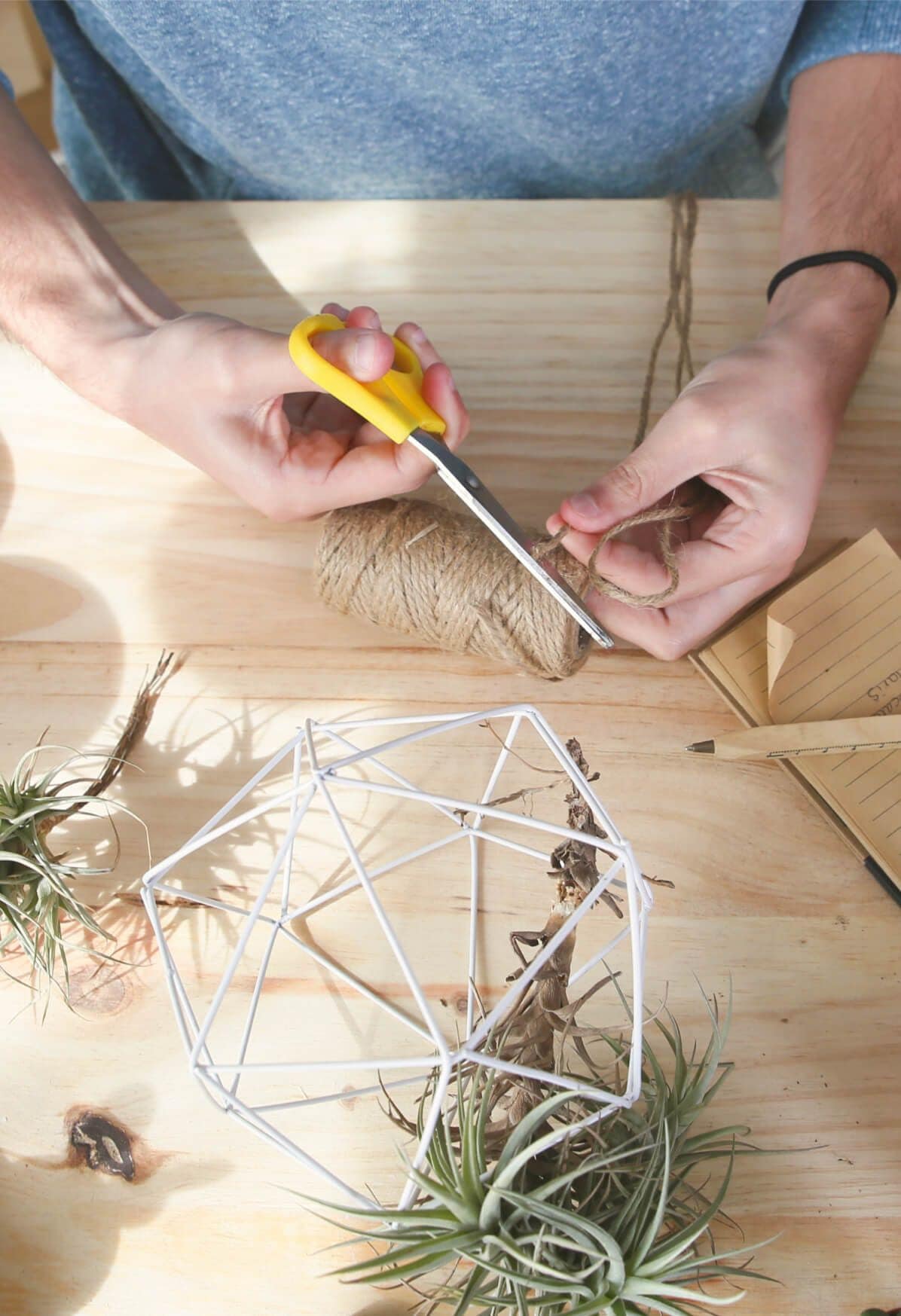DIY indoor garden project with air plant.