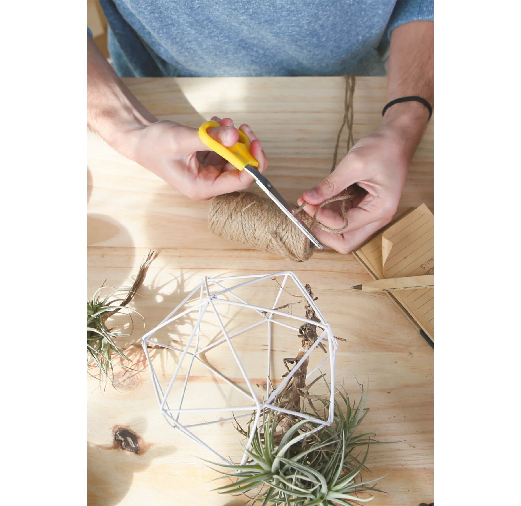 DIY indoor garden project with air plant.