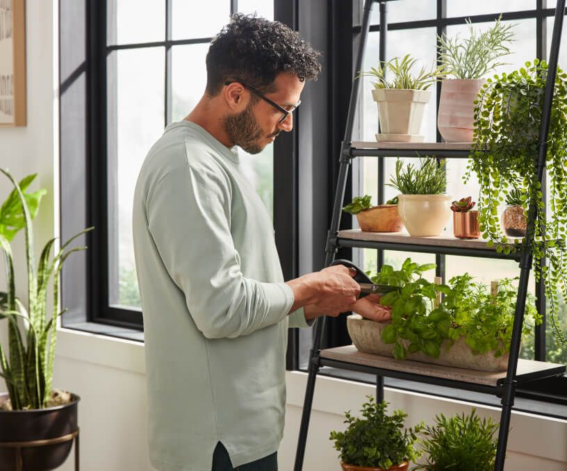 Man tending to fresh herbs in vertical indoor garden.