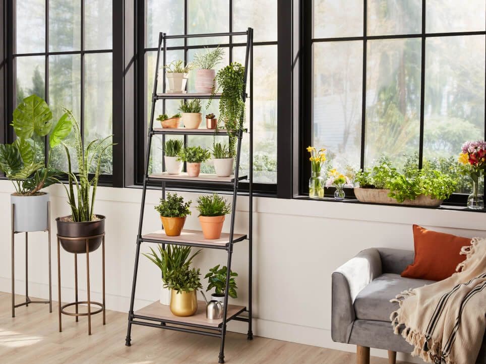 Indoor plants and herbs in pots and shelves in front of wall of windows.
