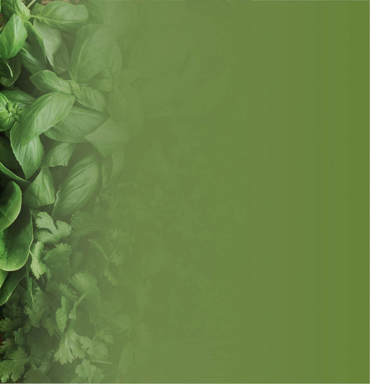 Fig leaves green background.