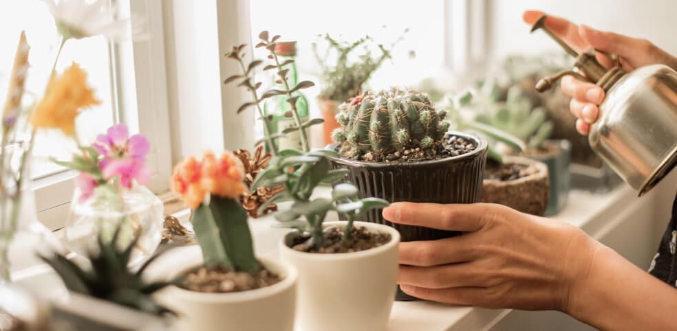 Person watering an assortment of plants in window sill with copper watering can.