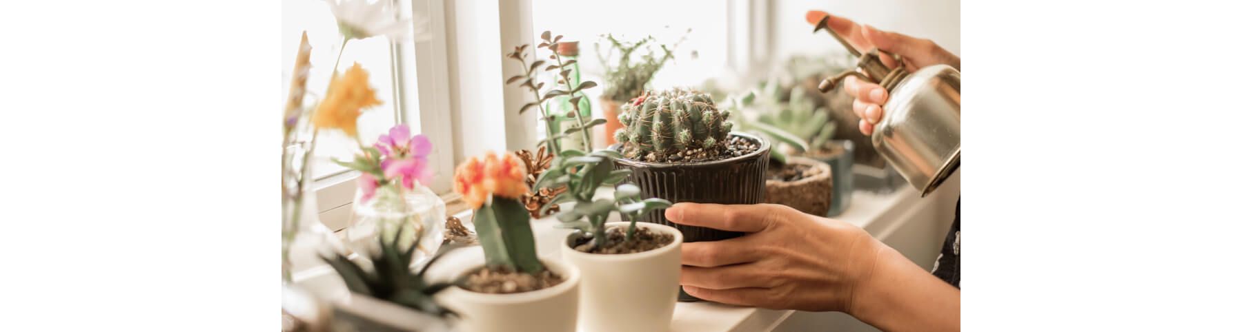 Person watering an assortment of plants in window sill with copper watering can.