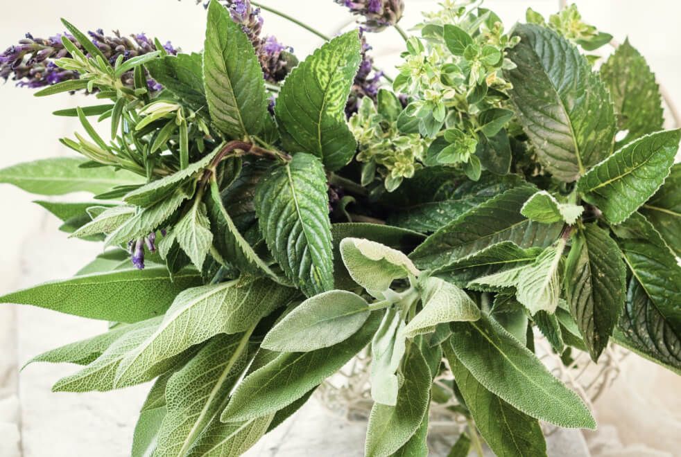 Bouquet of fresh, green herbs