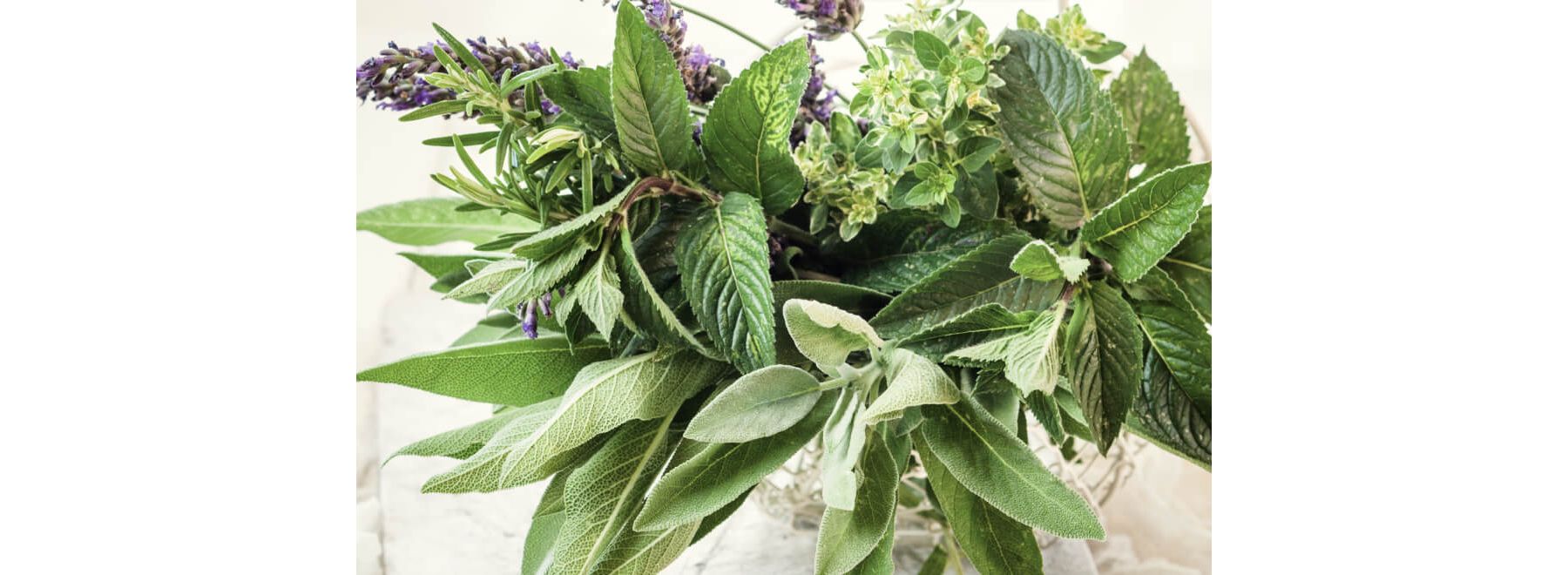 Bouquet of fresh, green herbs