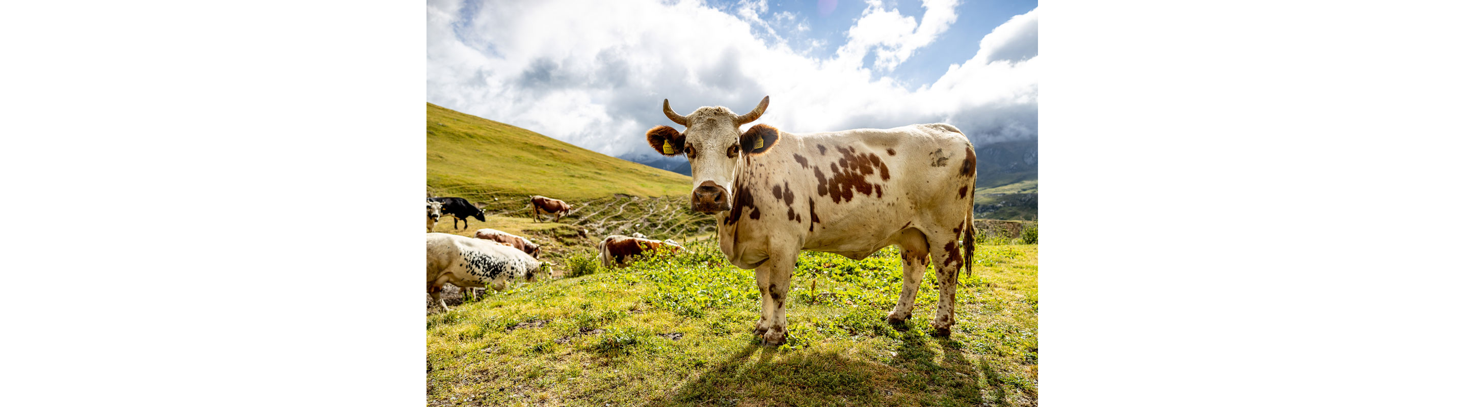 A cow in a field of grass.