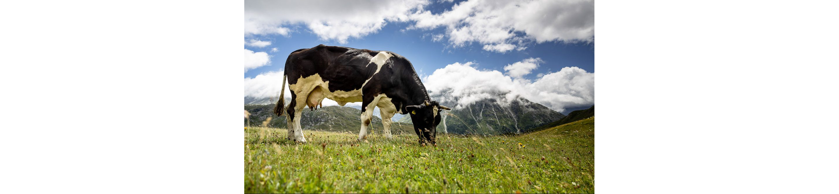 A cow eating grass.