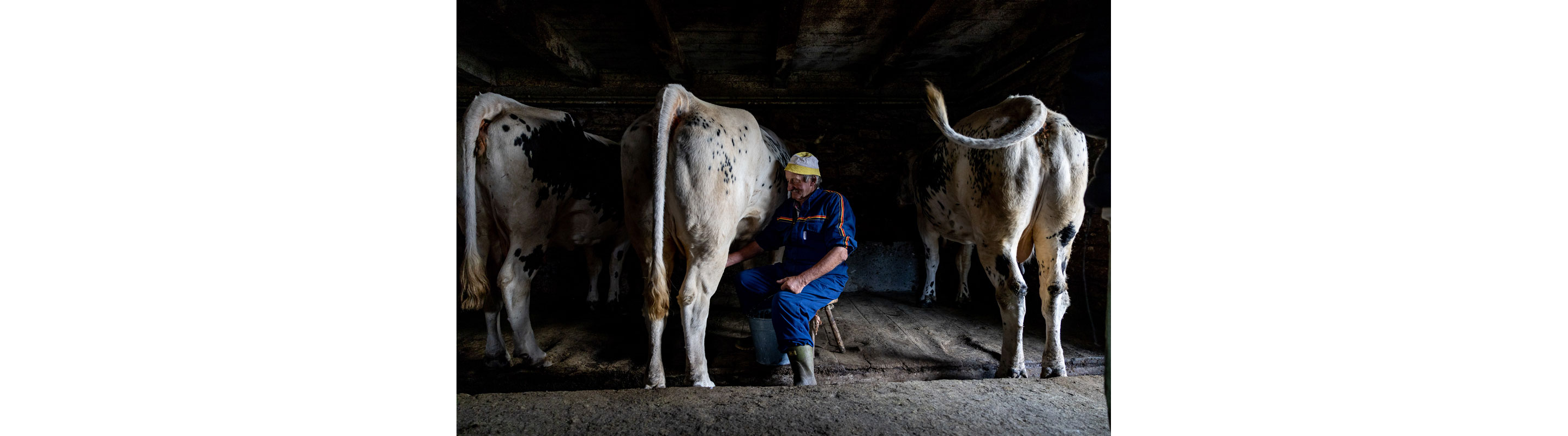 Milking cows.