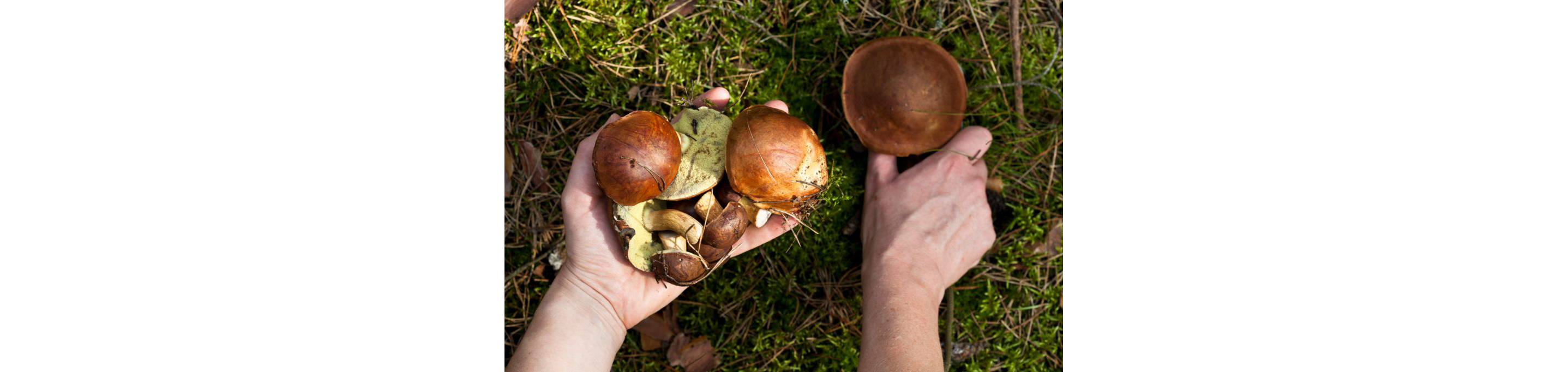 A person picking fresh mushrooms from the ground.