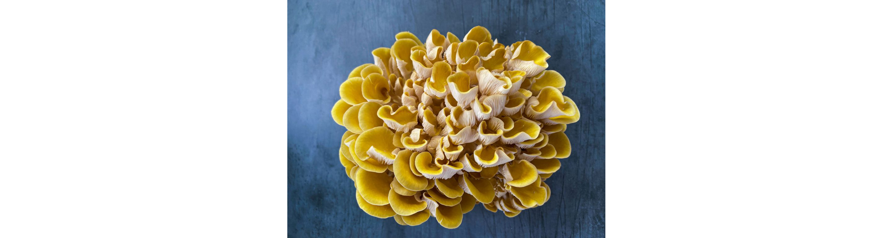 A large bloom of Oyster mushrooms on a dark blue table.
