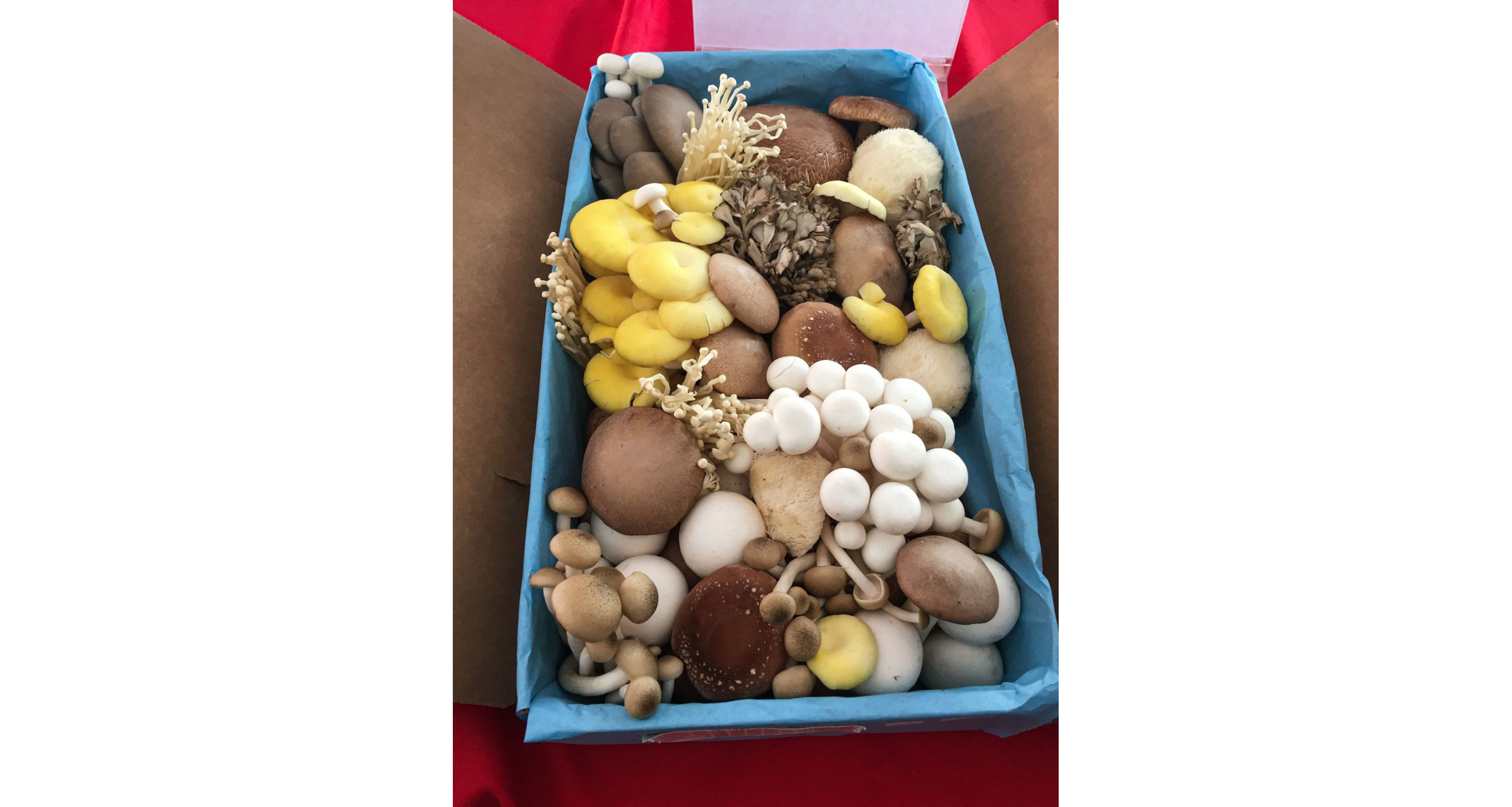 A blue box filled with a variety of hand-picked mushrooms.