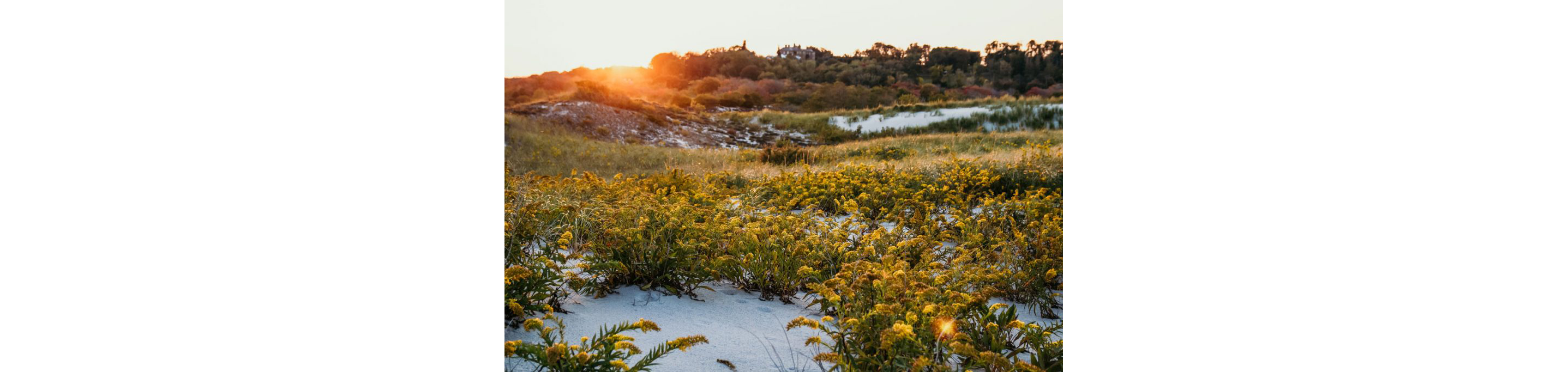 The greenery growing on Crain's Beach.