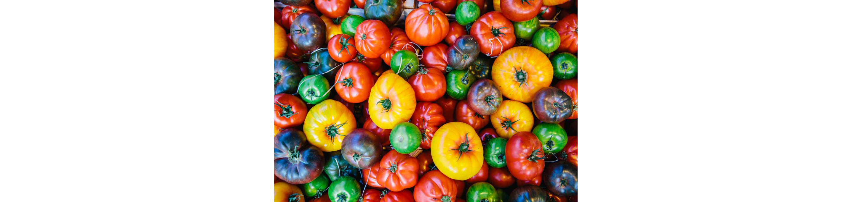 A colorful variety of heirloom tomatoes.