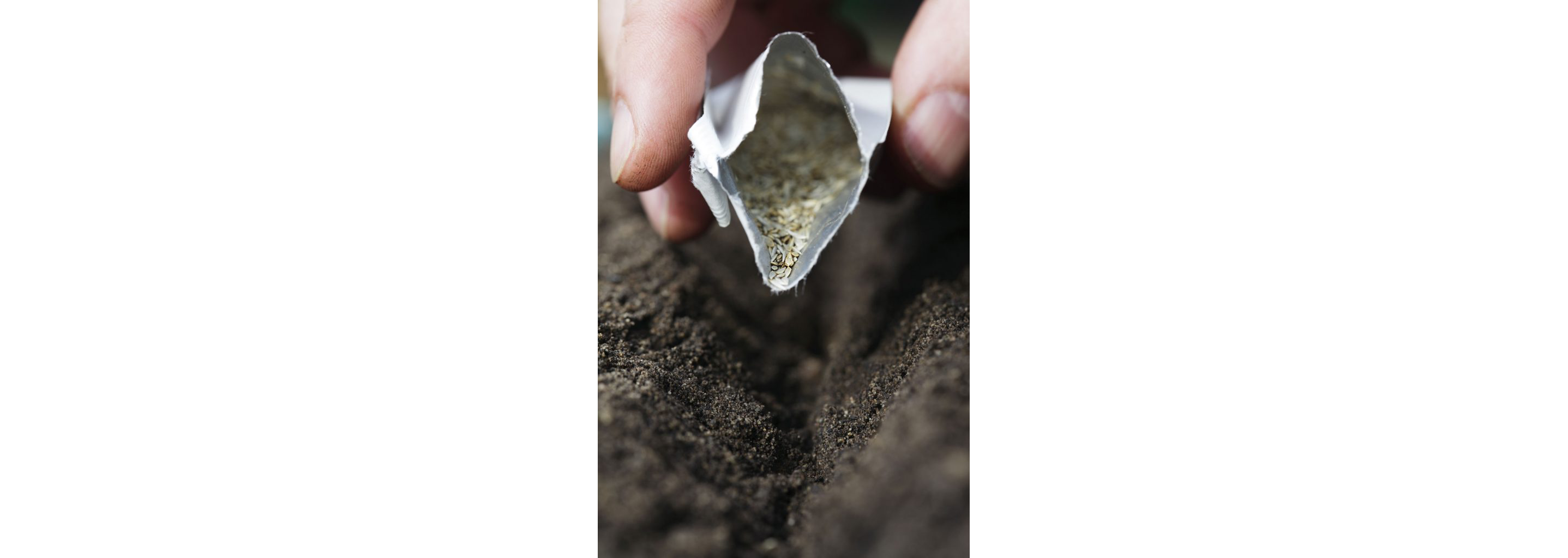 A person planting the seeds of heirloom plants.