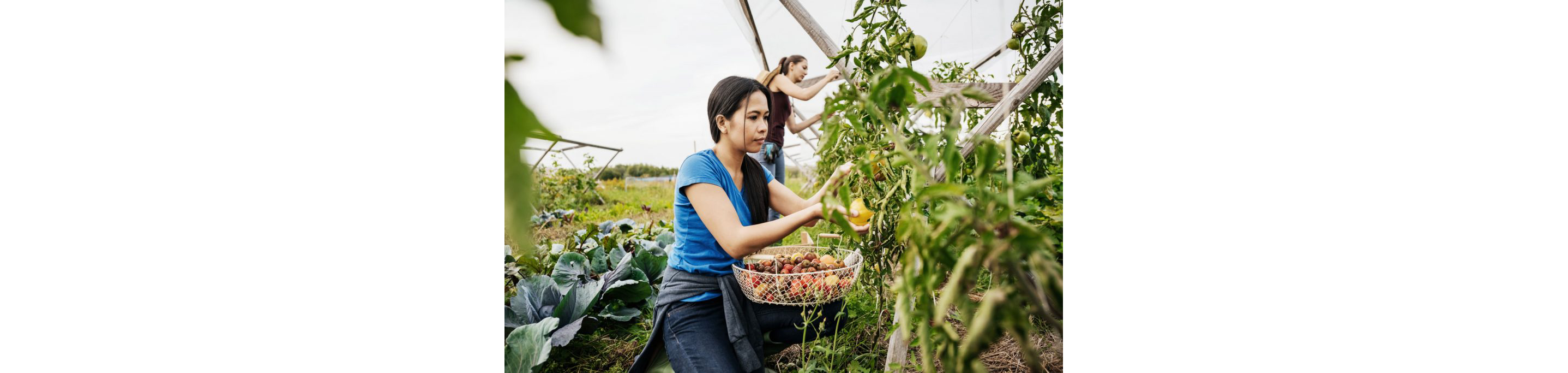 People picking heirloom tomatoes from the vine.