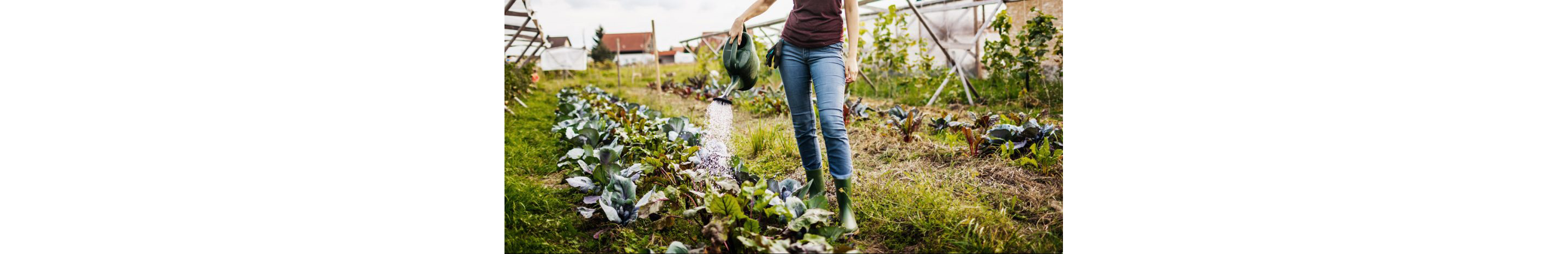 A person watering a garden of heirloom plants.