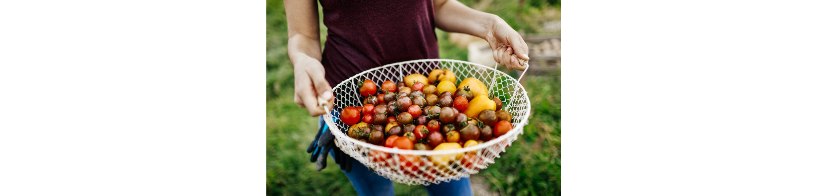 A large wire basket filled with heirloom tomatoes
