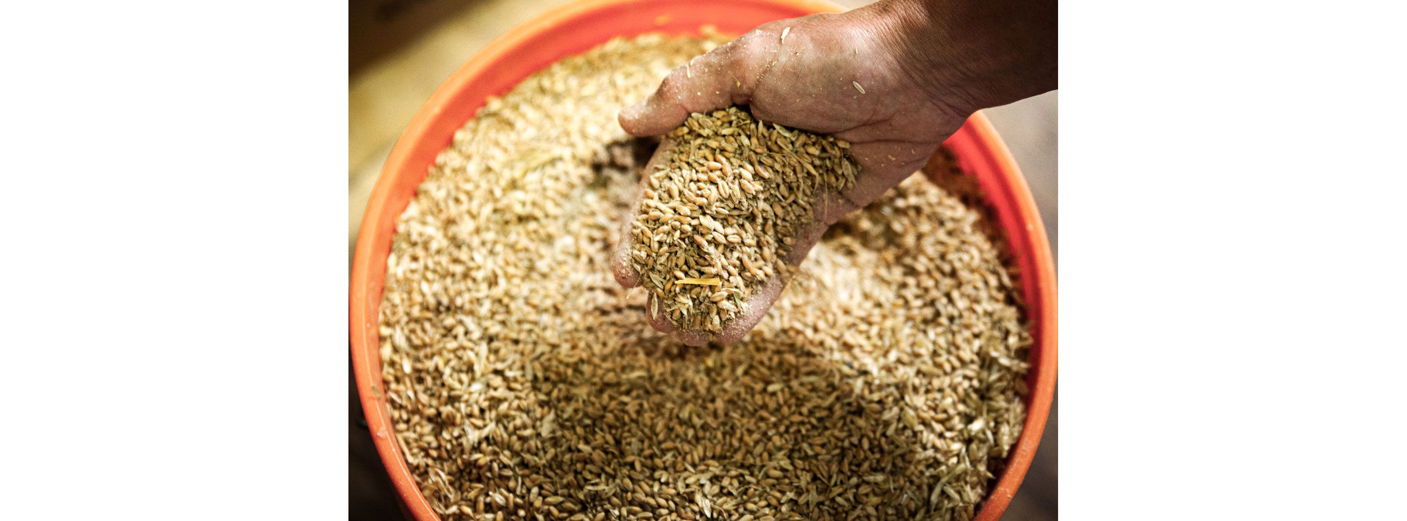 A person holding a handful of grains from a large orange bucket.