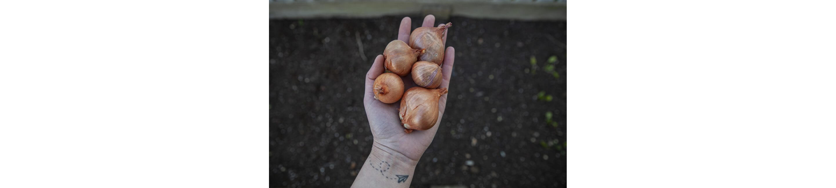 A hand holding small, whole onions.
