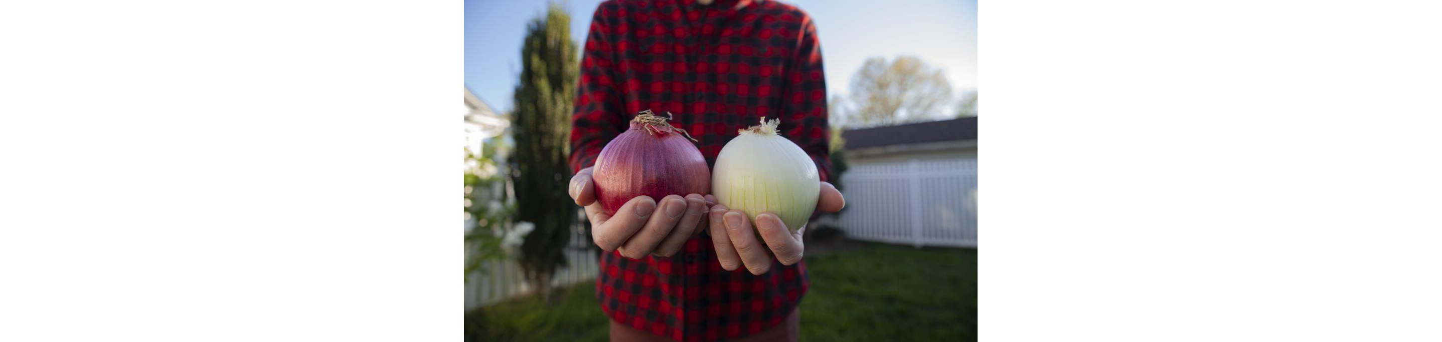 A person holding a red onion in one hand and a white onion in the other.