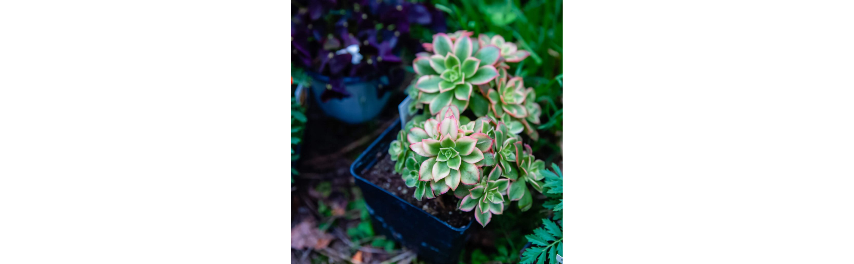 A vibrant, pink-trimmed succulent.