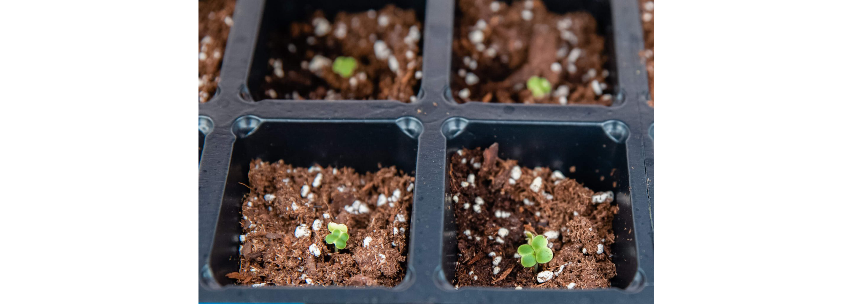 Small nursery growing.