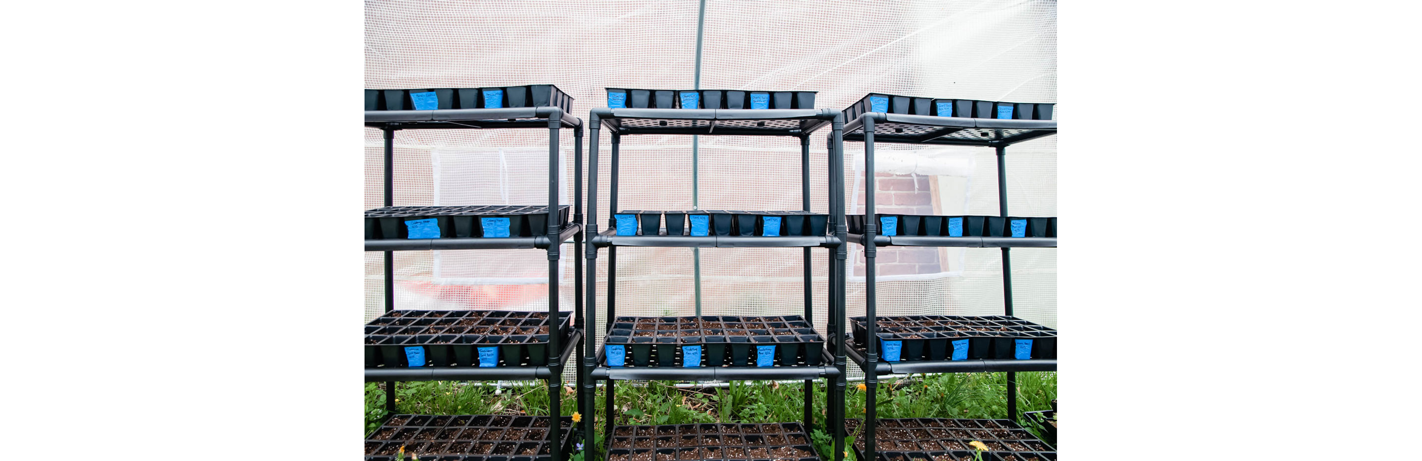 Black trays of nursery plants growing.