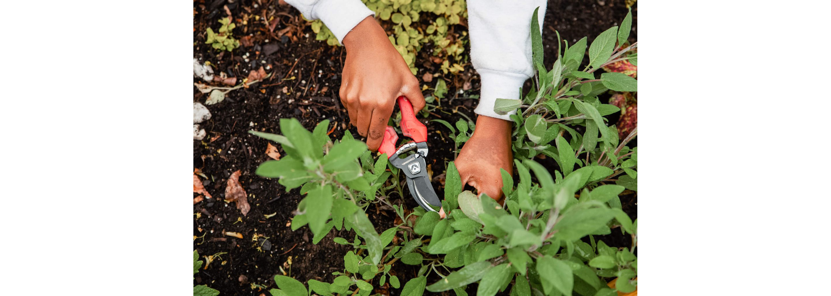 Christa gently trimming leaves.